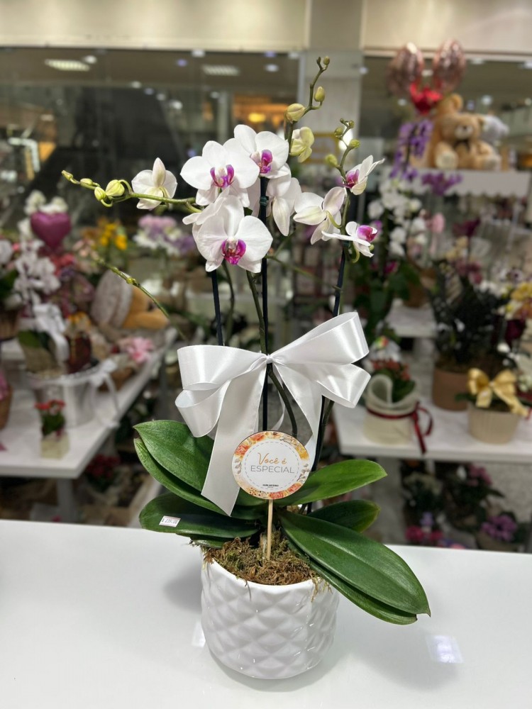 Orquídea no Vaso de Cerâmica