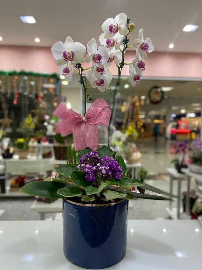 Orquídea no Vaso de Cerâmica