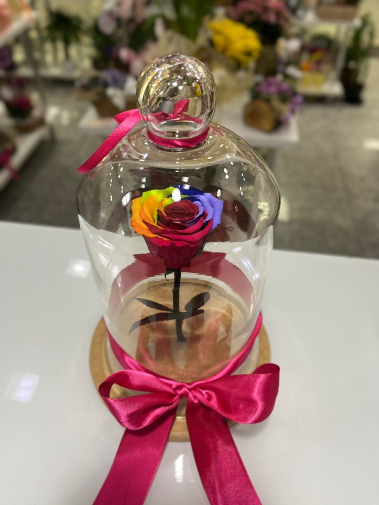 Rosa Preservada - Arco Íris Grande ❤️